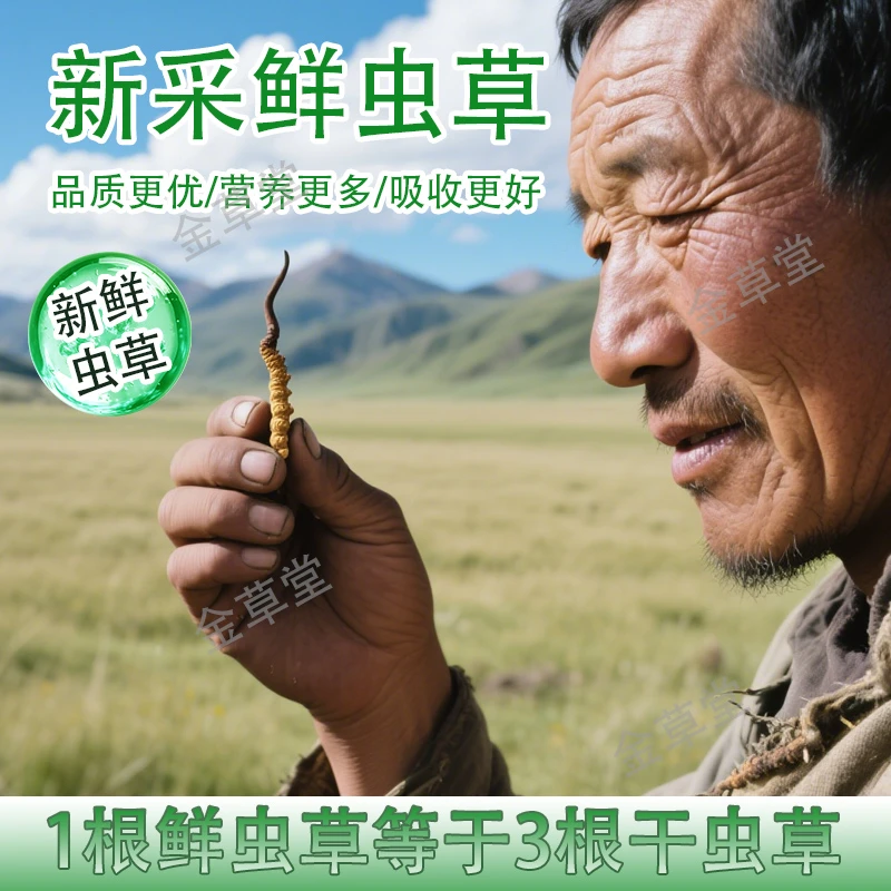 阿木甄选【07-08】50根起  头期新鲜冬虫夏草顺丰空运包邮