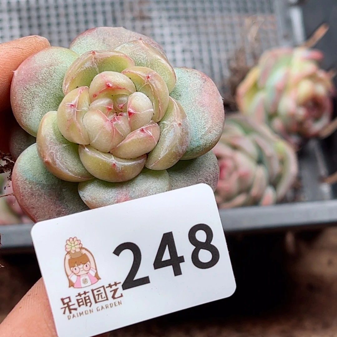 微***?多肉植物多肉植物