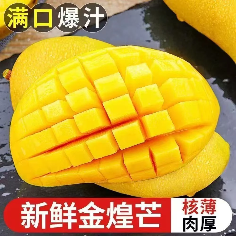 【精品头茬】黄皮金煌芒新鲜应季水果爆甜多汁坏果包赔P