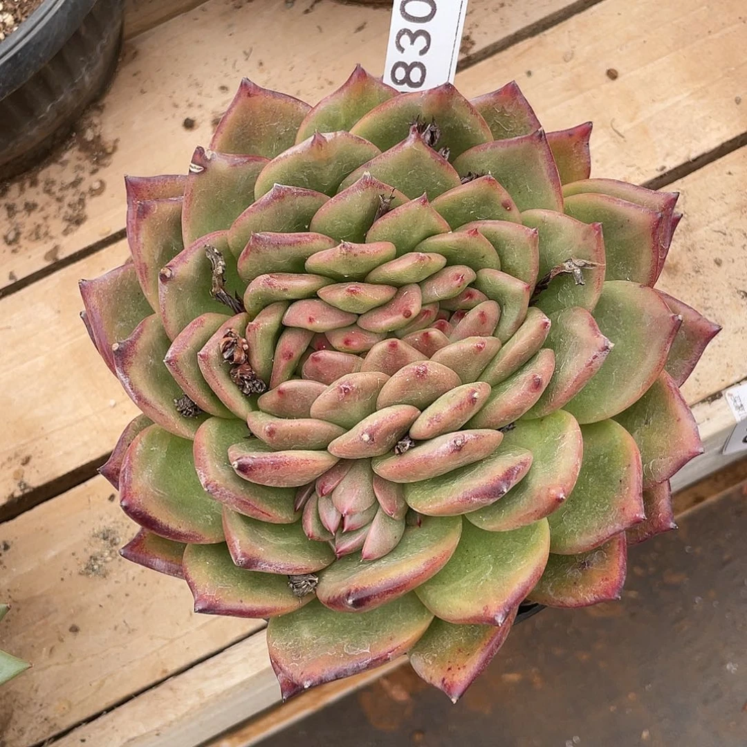 若如东云组拍D830