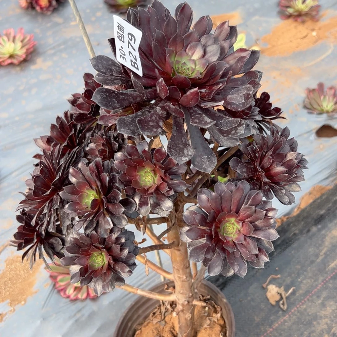 279瑕疵多肉法师断枝不包