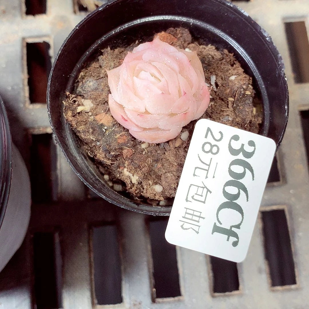 5厘米盆精控多肉366