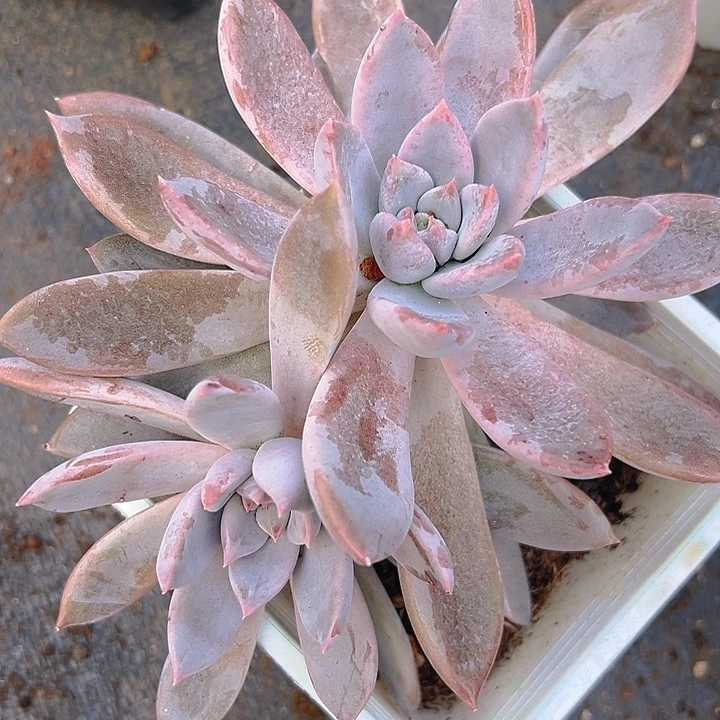 美人美人系列一物一拍多肉一个