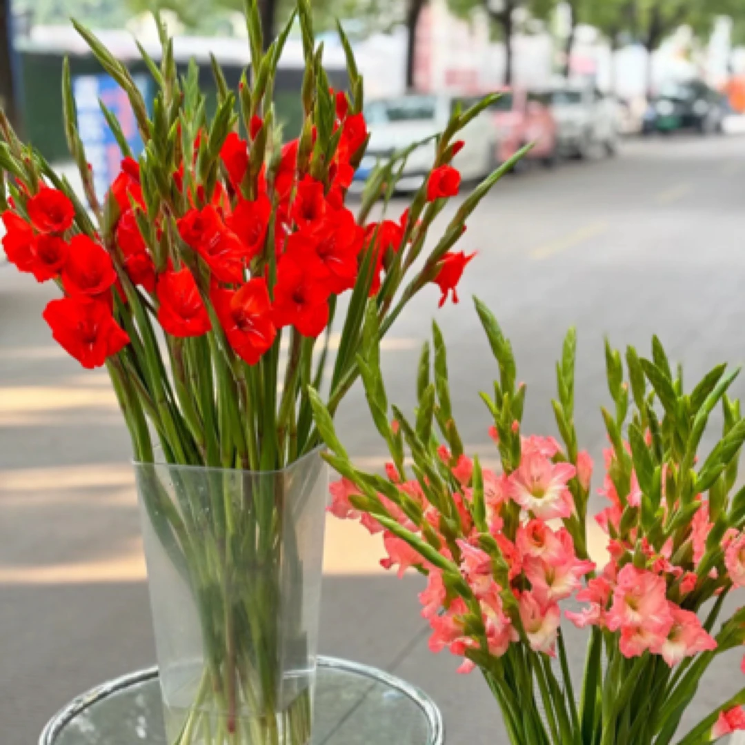 【剑兰】粉色 5支一份 今天拍明天到