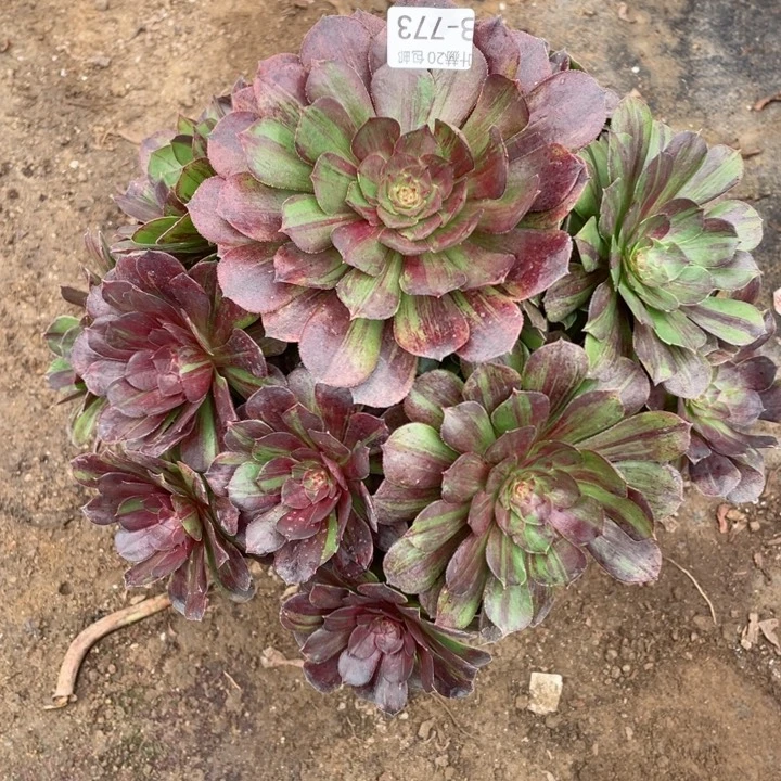 773花月夜有断11345678多肉