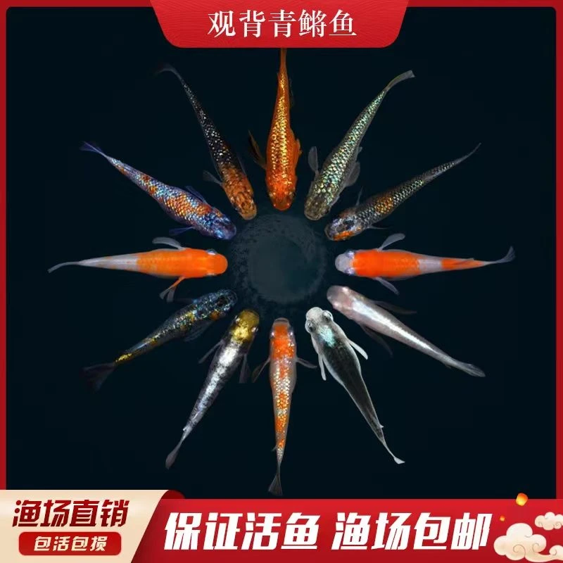 观背青鳉淡水鱼观赏鱼魔法鱼冷水鱼小锦鲤金鱼活体宠物好养活包邮