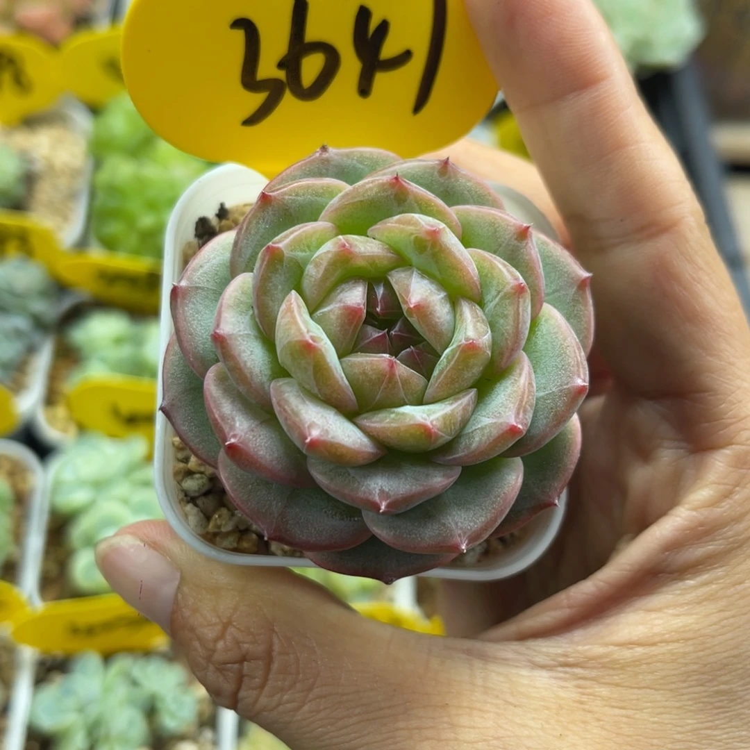 魅影珍妮单头3647