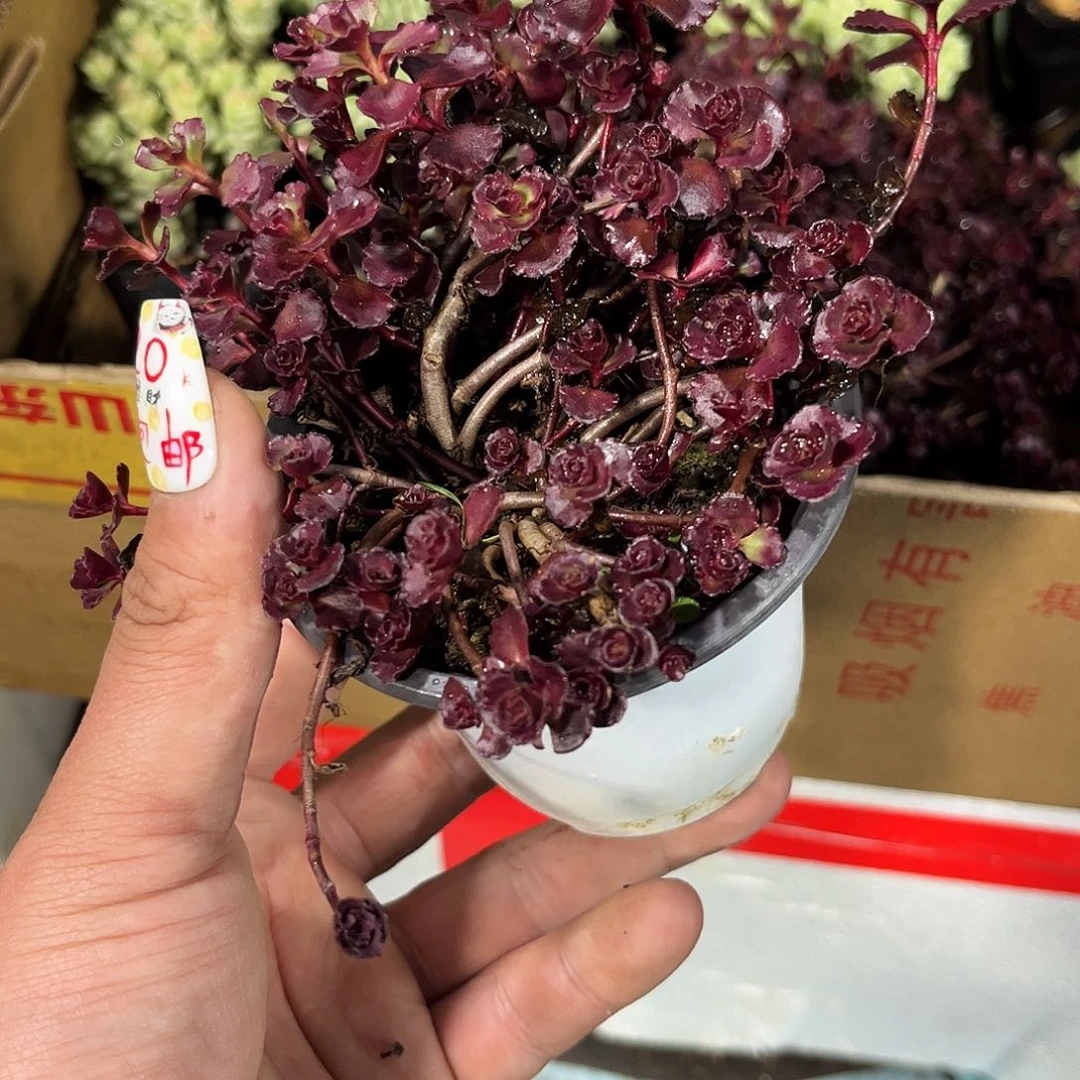 小球玫瑰龙血景天单头