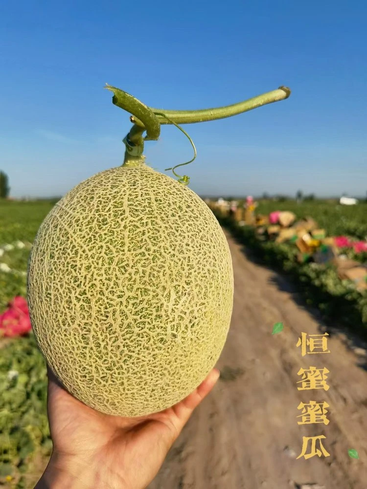 2025季 恒蜜·蜜瓜 —— 一款可以承诺不甜包赔的哈密瓜