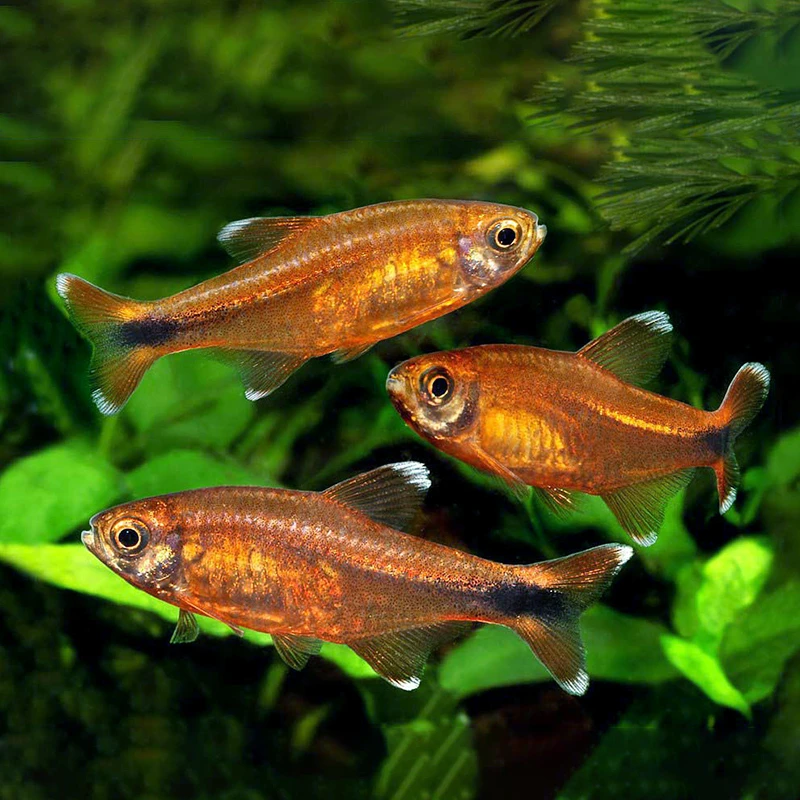 【福袋】 迷你灯5条 【福袋不承担损耗 不包全品】