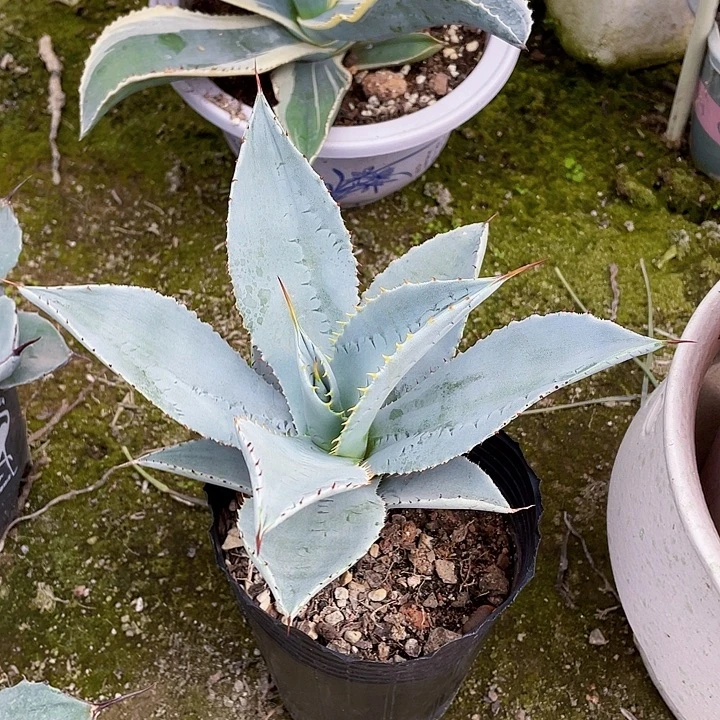 完全开放龙指裸根发货18cm