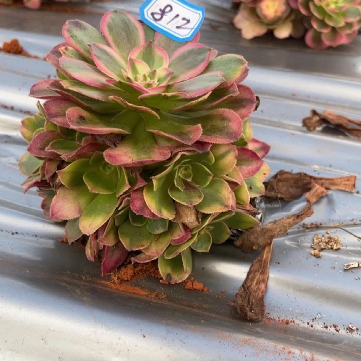 812，荔枝法师锦锦锦