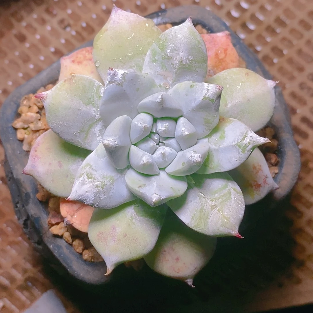 【闪购商品】牡丹苹果叶多肉2339