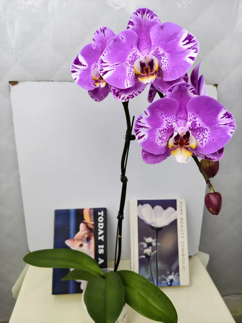 蝴蝶兰【藏宝图】鲜花盆栽室内观赏花花佛山基地直发好养易活