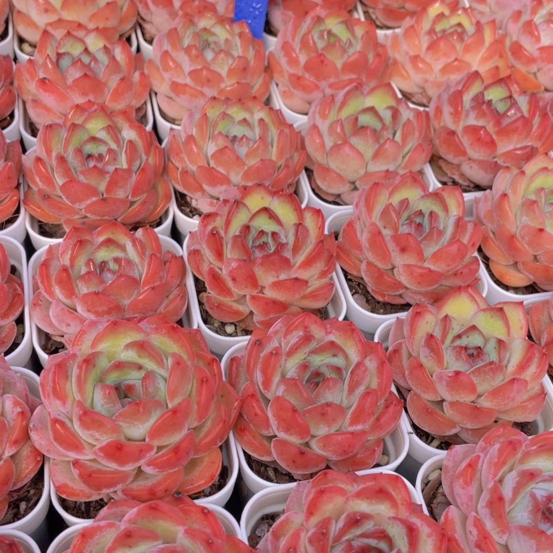 量拍8号 草莓杏仁单头一个