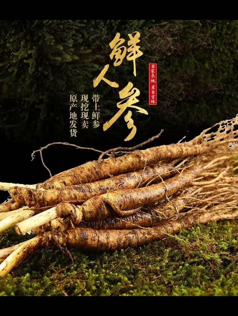 长白山鲜人参煲汤参泡酒参东北特产人参滋补炖鸡单支20g±（半斤）