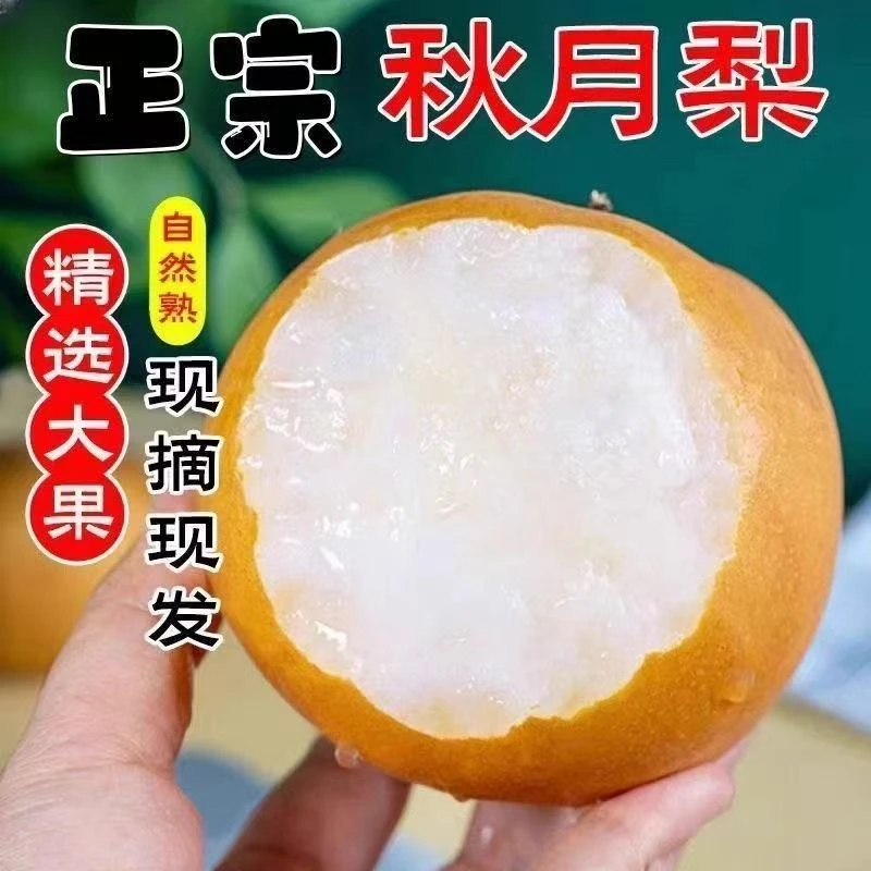 【正宗莱阳秋月梨】皮薄肉厚大脆甜新鲜现摘水果薄皮梨子整箱