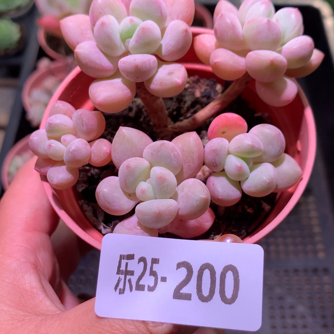 乐然25-200 泡泡糖