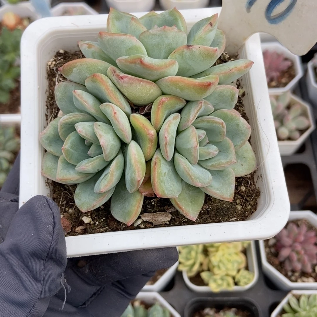 1990泡芙多肉植物保护