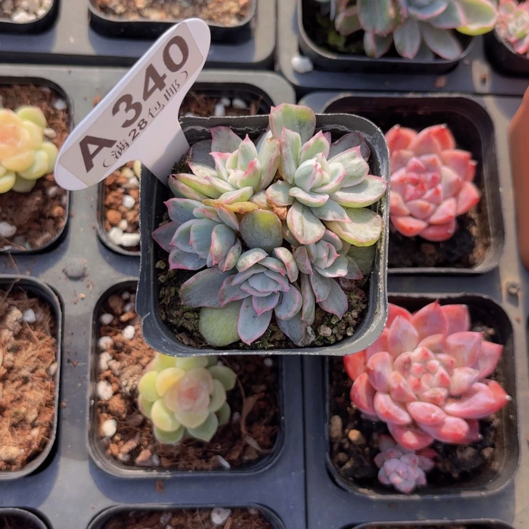 A340伯克利锦一物一拍