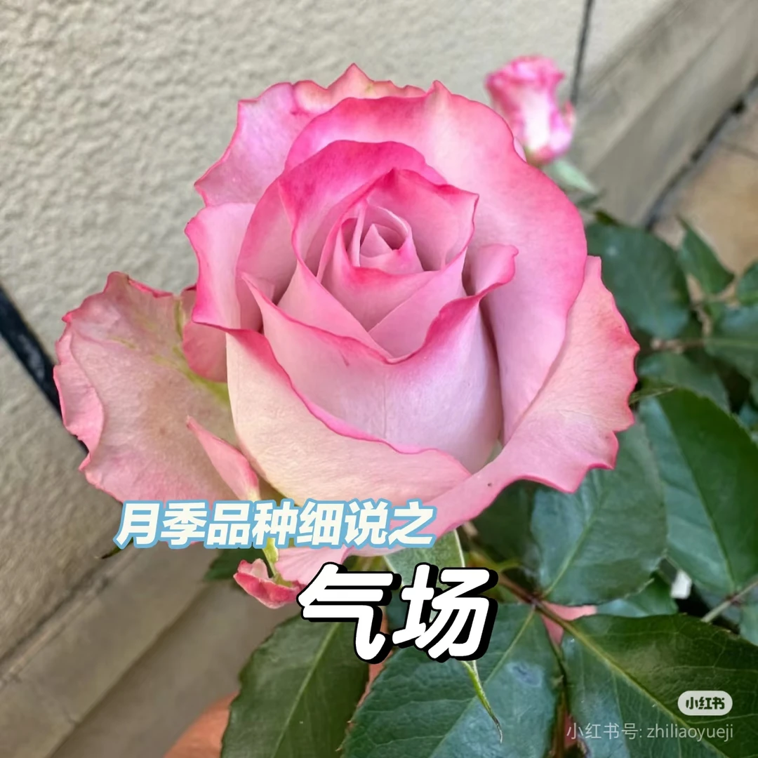 （气场）小七月季盆栽带盆带土扦插独颗