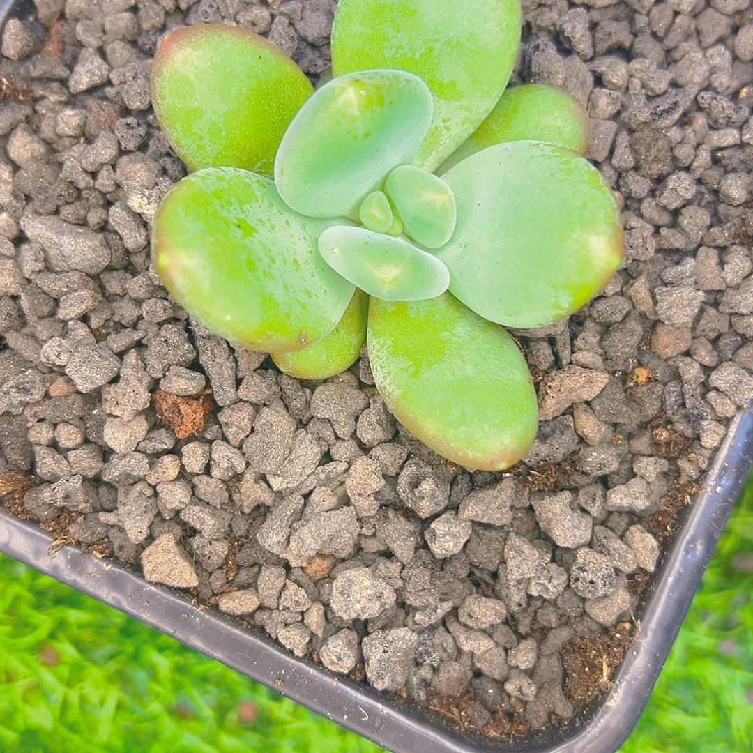 家有屁宝 牛油果个体 寄养