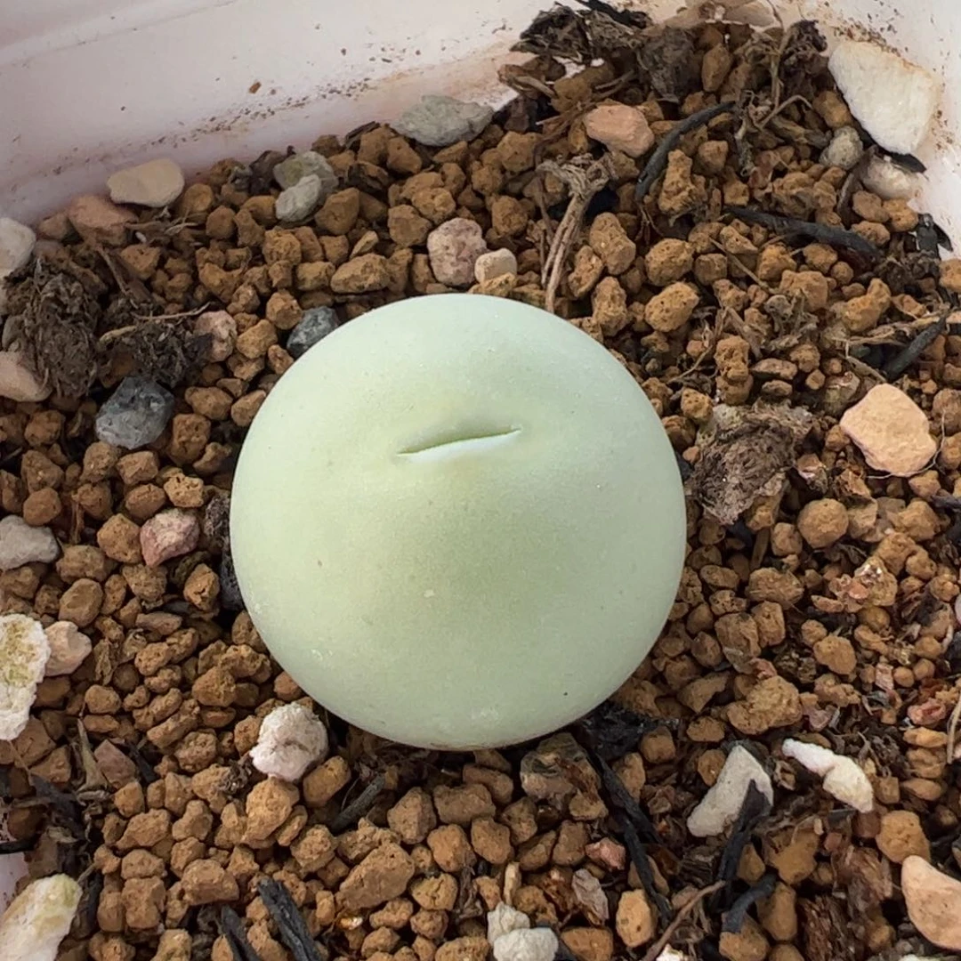 955多肉植物百科