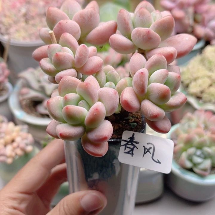 春***风673 带陶瓷盆发货 满28包邮