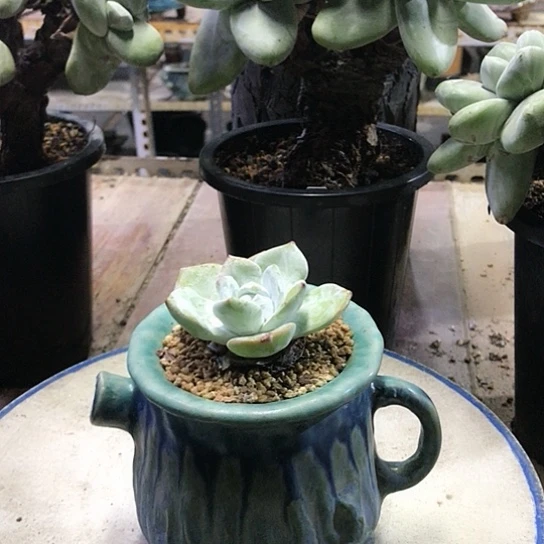 雪山拇指仙女棒杯