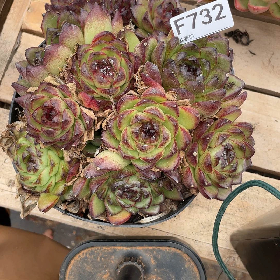 若如东云单拍F732