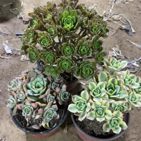 856多肉植物组合