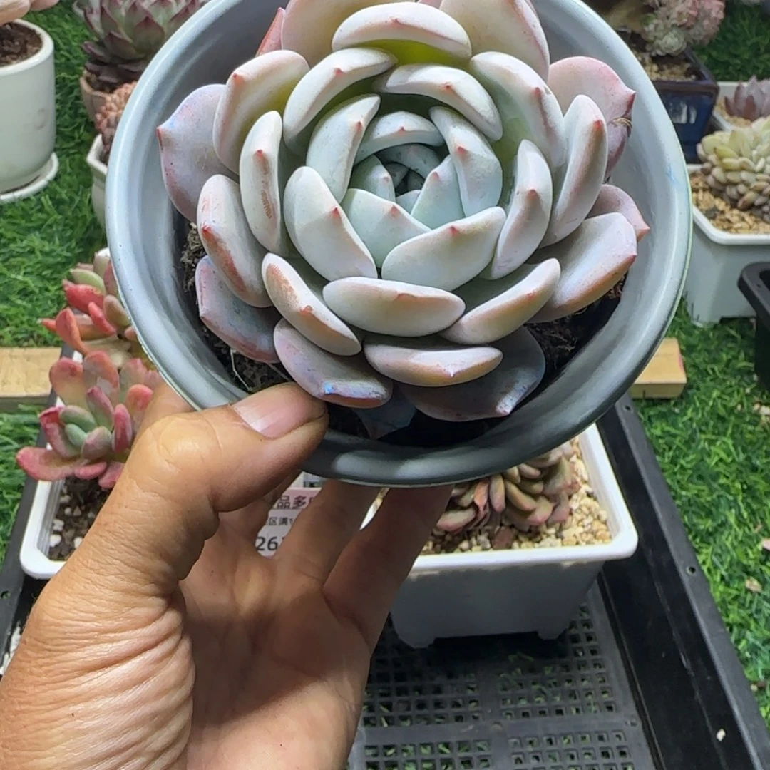 锦安精品多肉植物262