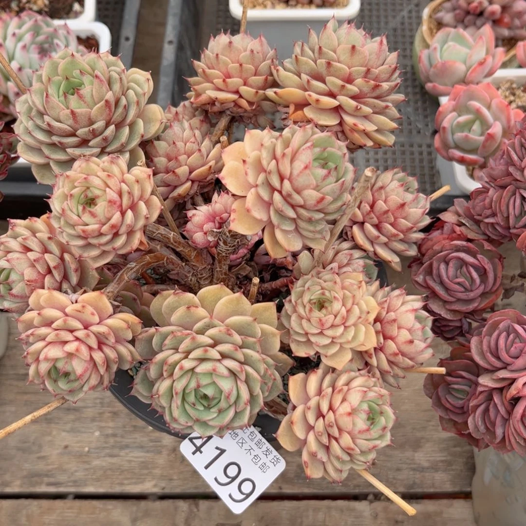 十*画大4198，v c b v b b n n