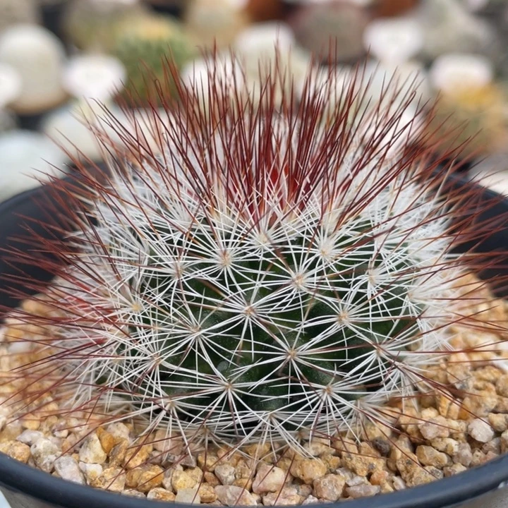 红刺马库斯        实生根