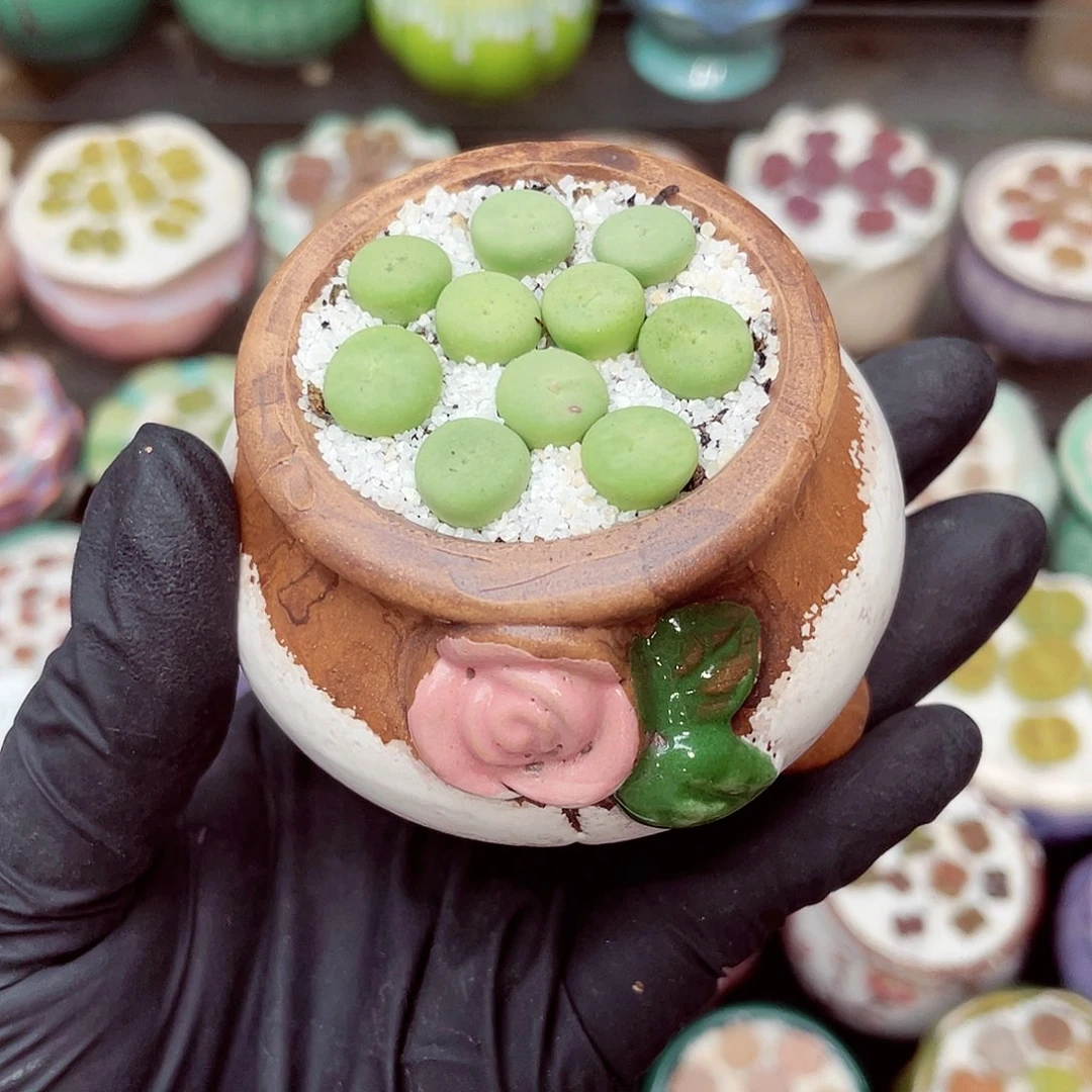 生石花满18包邮0716-25