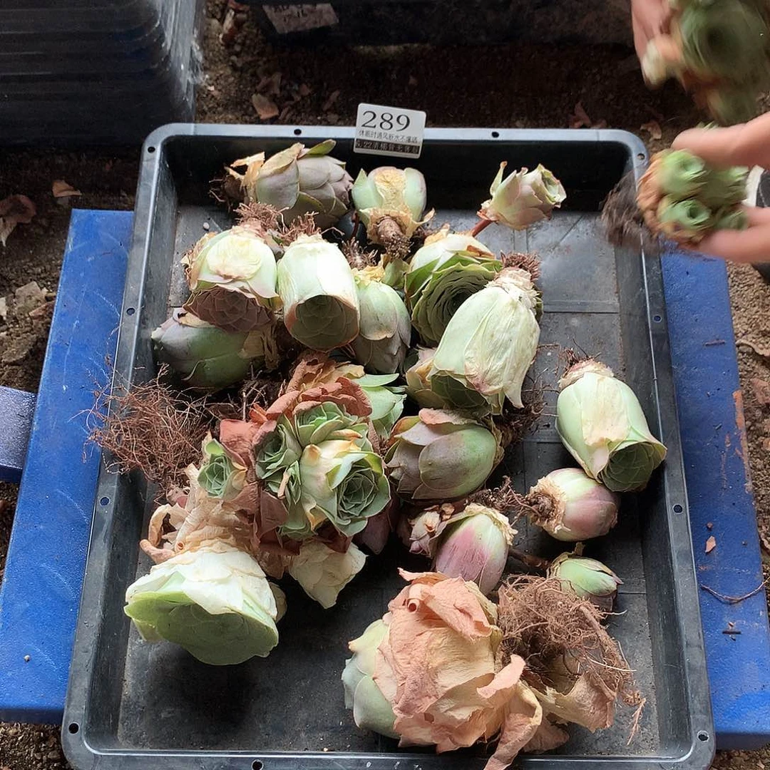 山地玫瑰清棚289