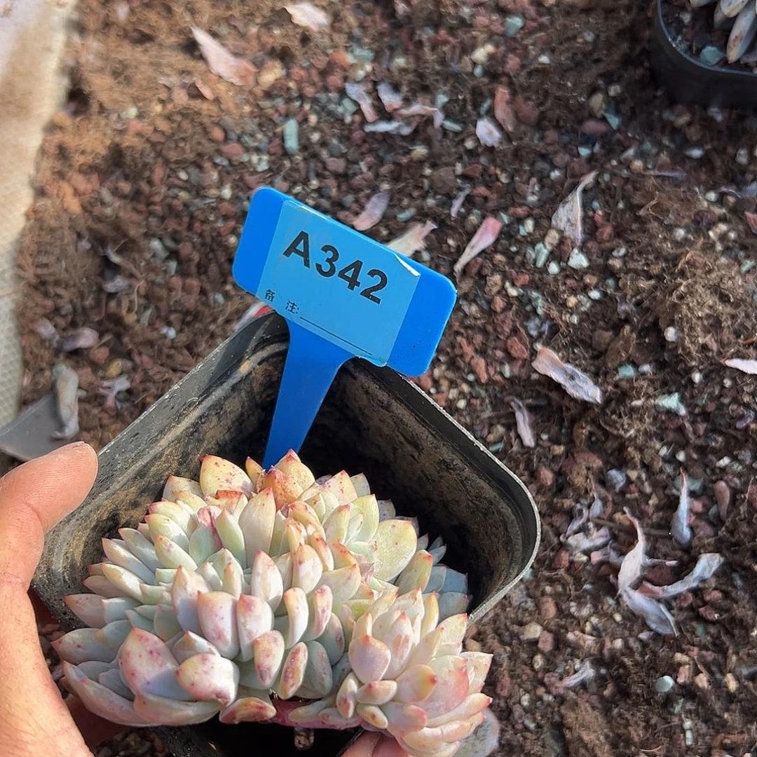 L***l多肉植物一物一拍