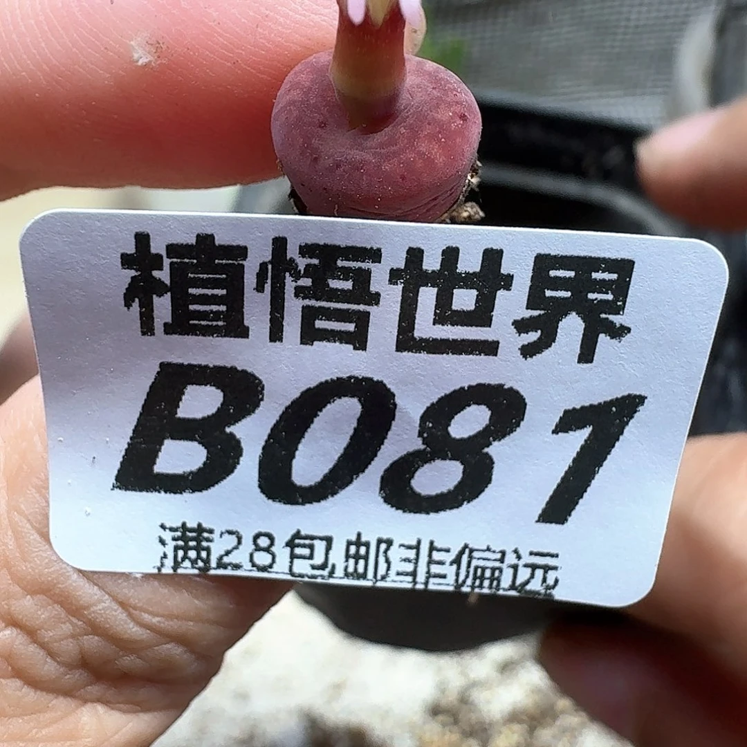 多肉植物的润泽fhn