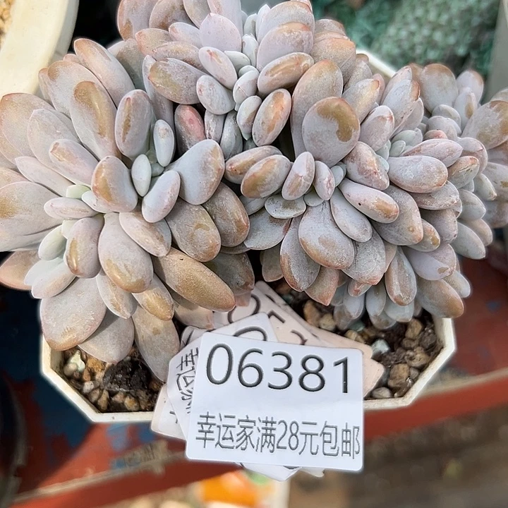 幸运儿是一位非常优秀且非常