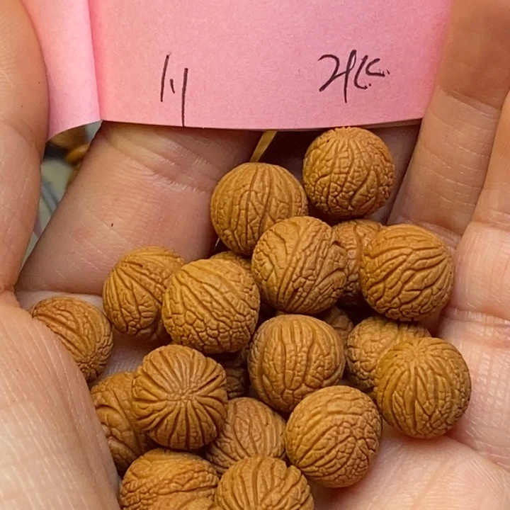 吊坠桃核秦龙纹桃核11尺寸