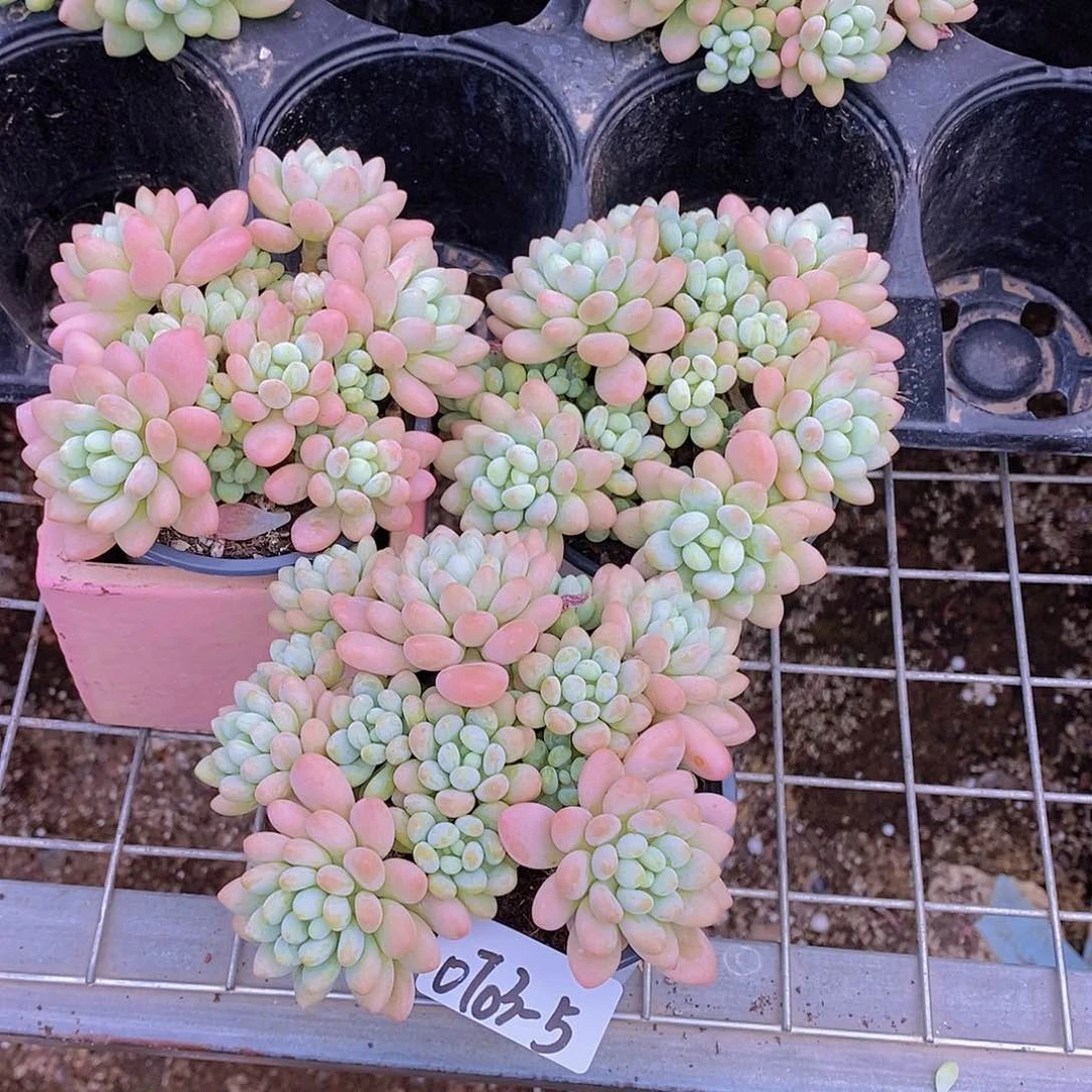 0703-5-达芙妮大群一颗量拍