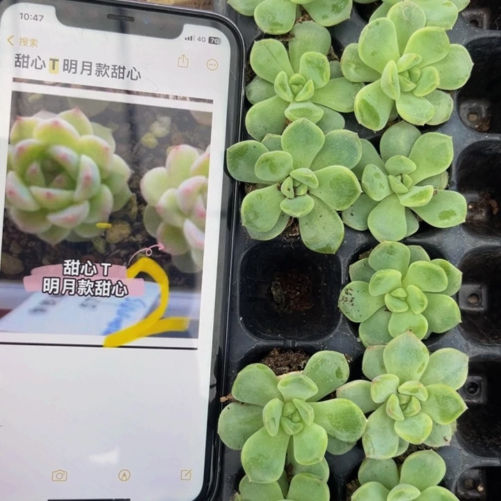 甜心T，9.9包邮哦哦