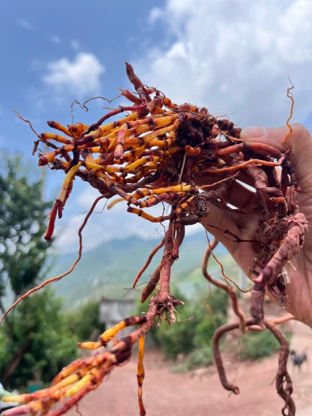 云南哀牢山红参（深山自采）