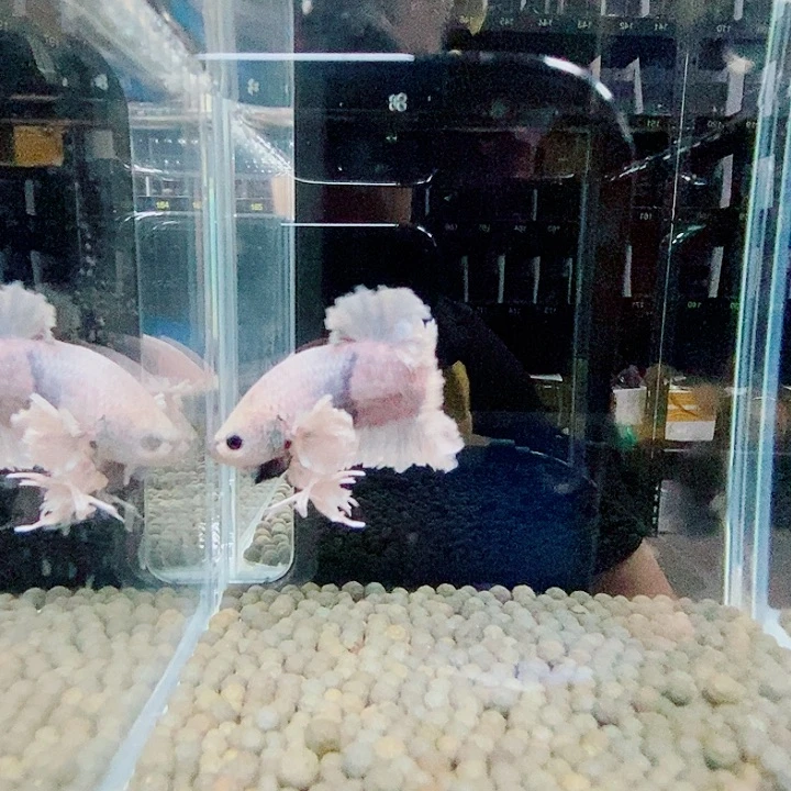 斗鱼黑349号绣球将军