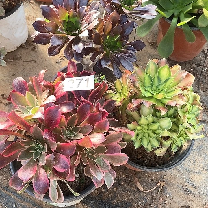 三科特价不包断271多肉