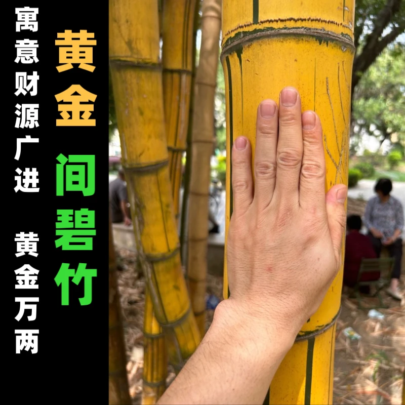 黄金间碧竹观赏竹苗庭院室内绿植竹盆栽景观竹基地直发