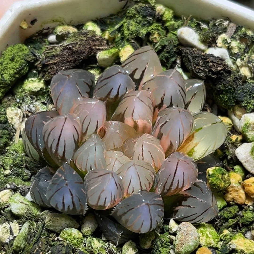 恭喜发财大吉大利0197