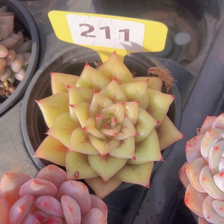 健健康康平平安安