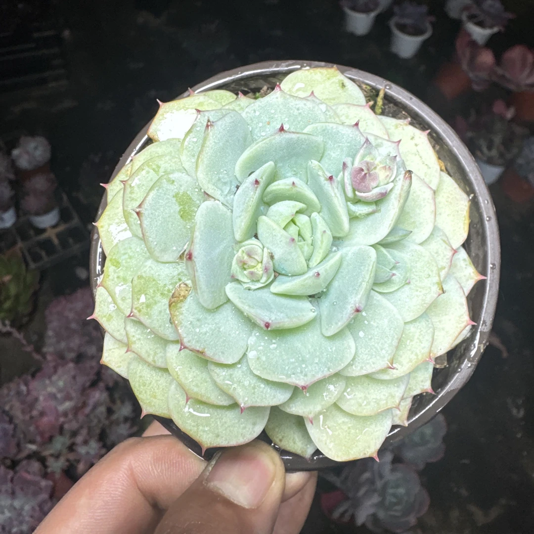 静夜 以直播标准为 满15包邮不满到付