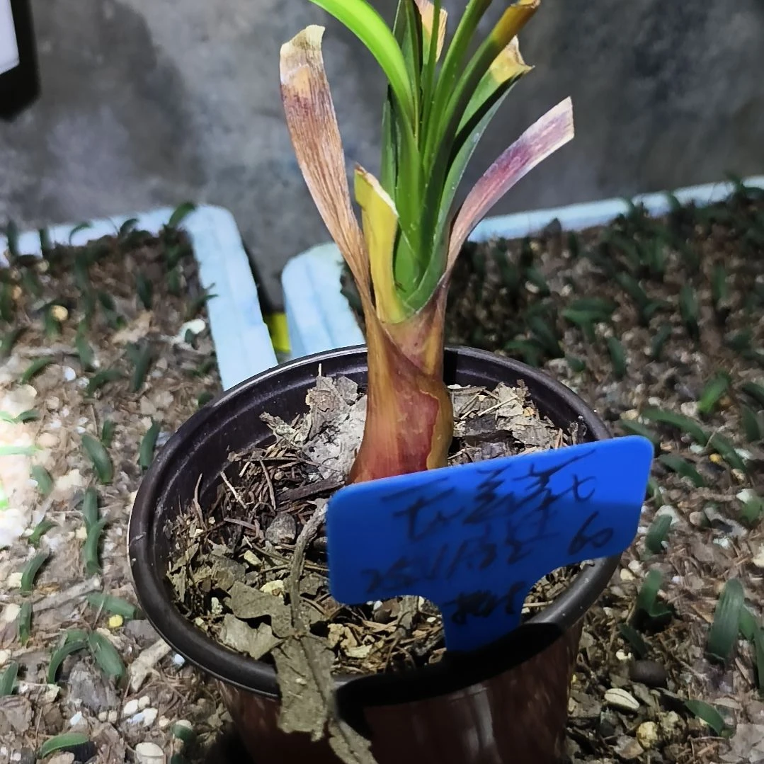 玉***花完全开放盲盒下花残叶一棵